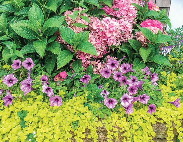 Vibrant impact of color